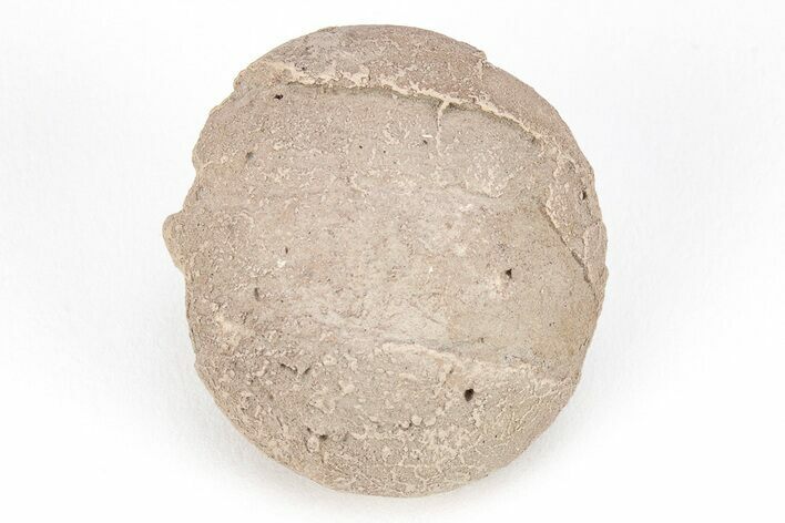 Oligocene Aged Fossil Turtle Egg - Wyoming #208353